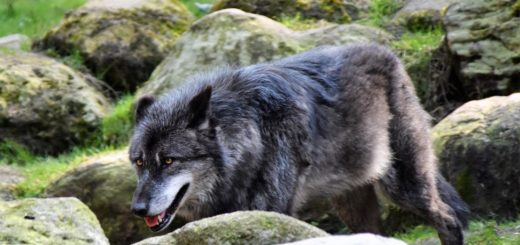 Wolf walking through rocky terrain with moss-covered stones in the forest.