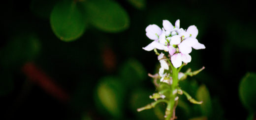Delicate white and pink flowering plant from Agape Ministry, symbolizing growth and hope.