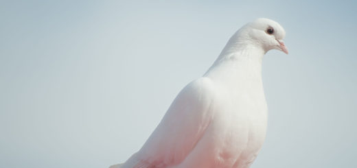 White dove perched on a red surface against a soft sky background, symbol of peace and hope, representing spiritual serenity.