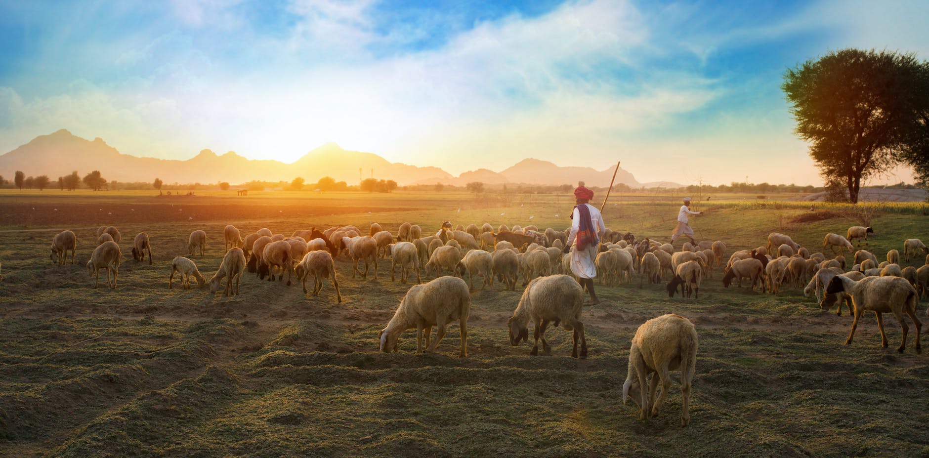 Sheep grazing at sunset on open farmland, symbolizing peace and pastoral care.